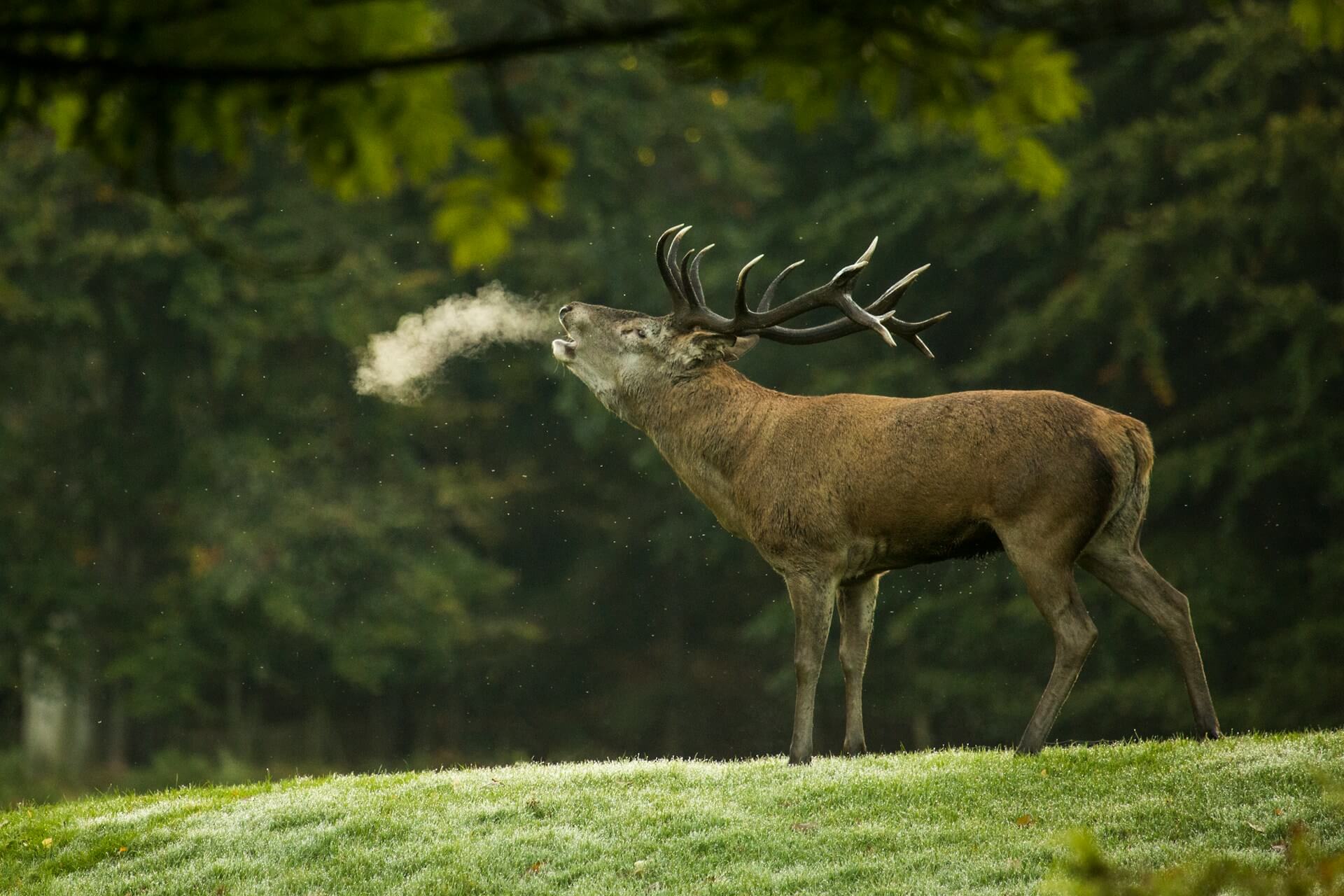 Hunting Regulations in Denmark – A Quick Overview