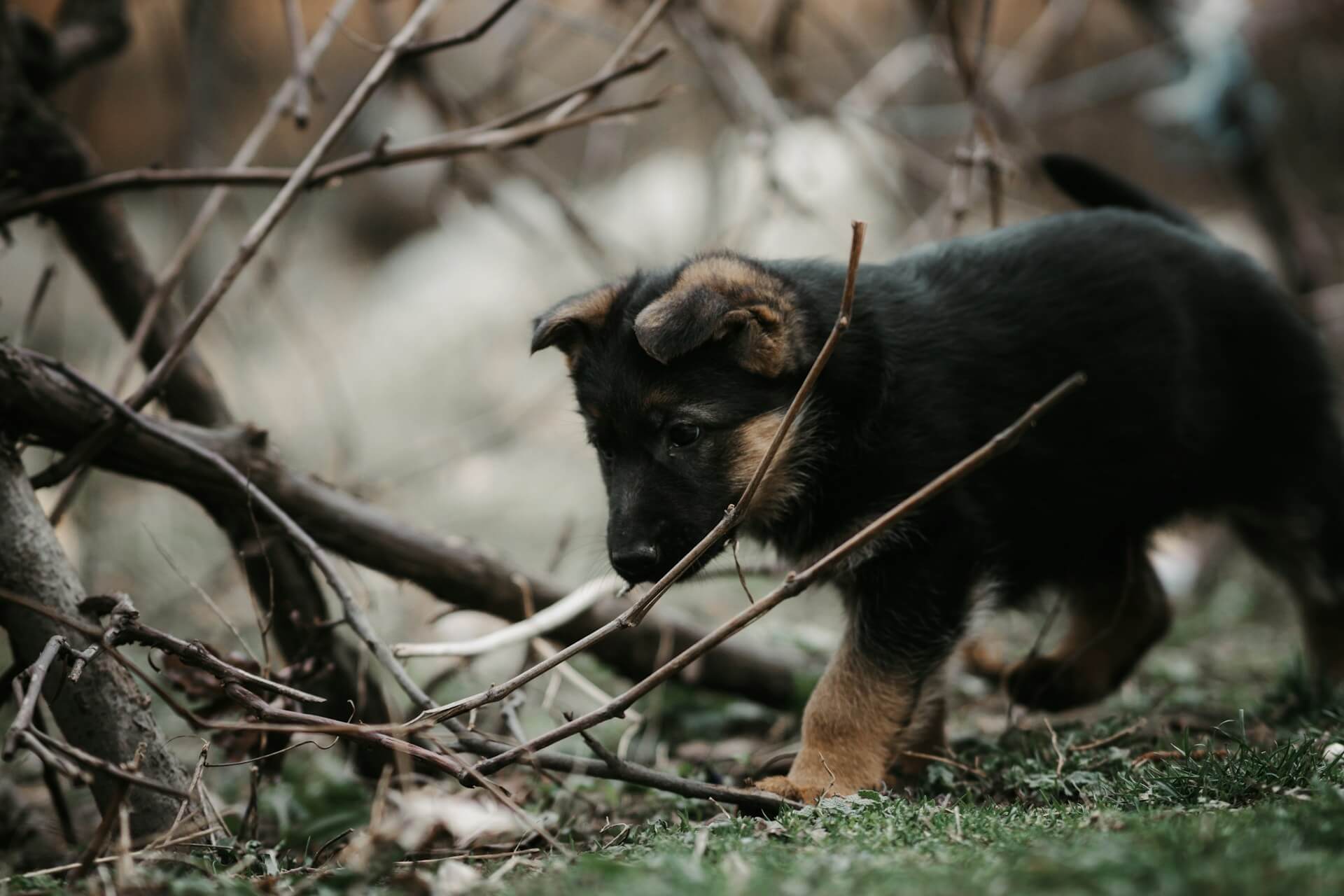 Training a Hunting Puppy – How to Get Off to a Good Start