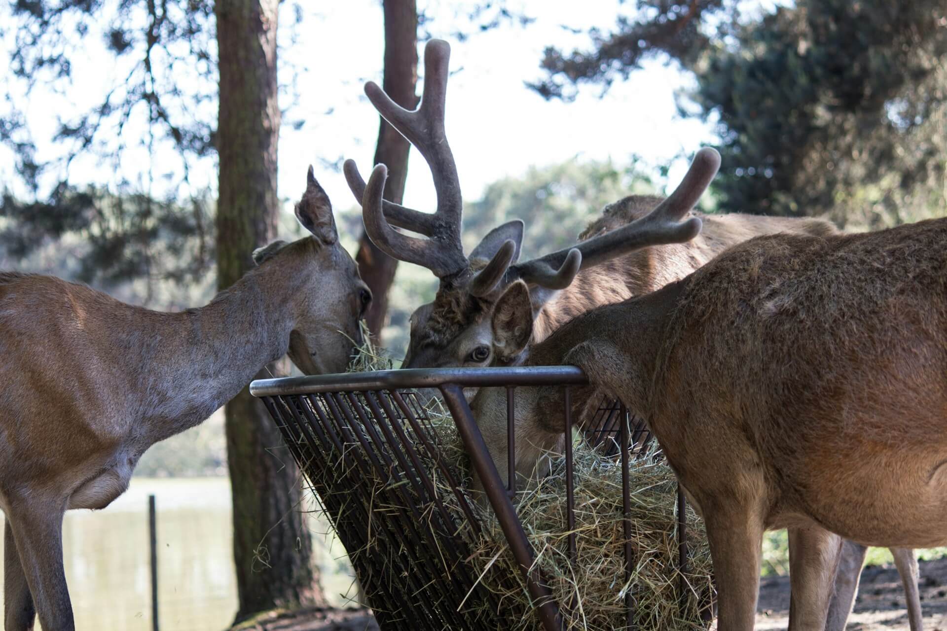 Year-Round Game Feeding Techniques for Hunters