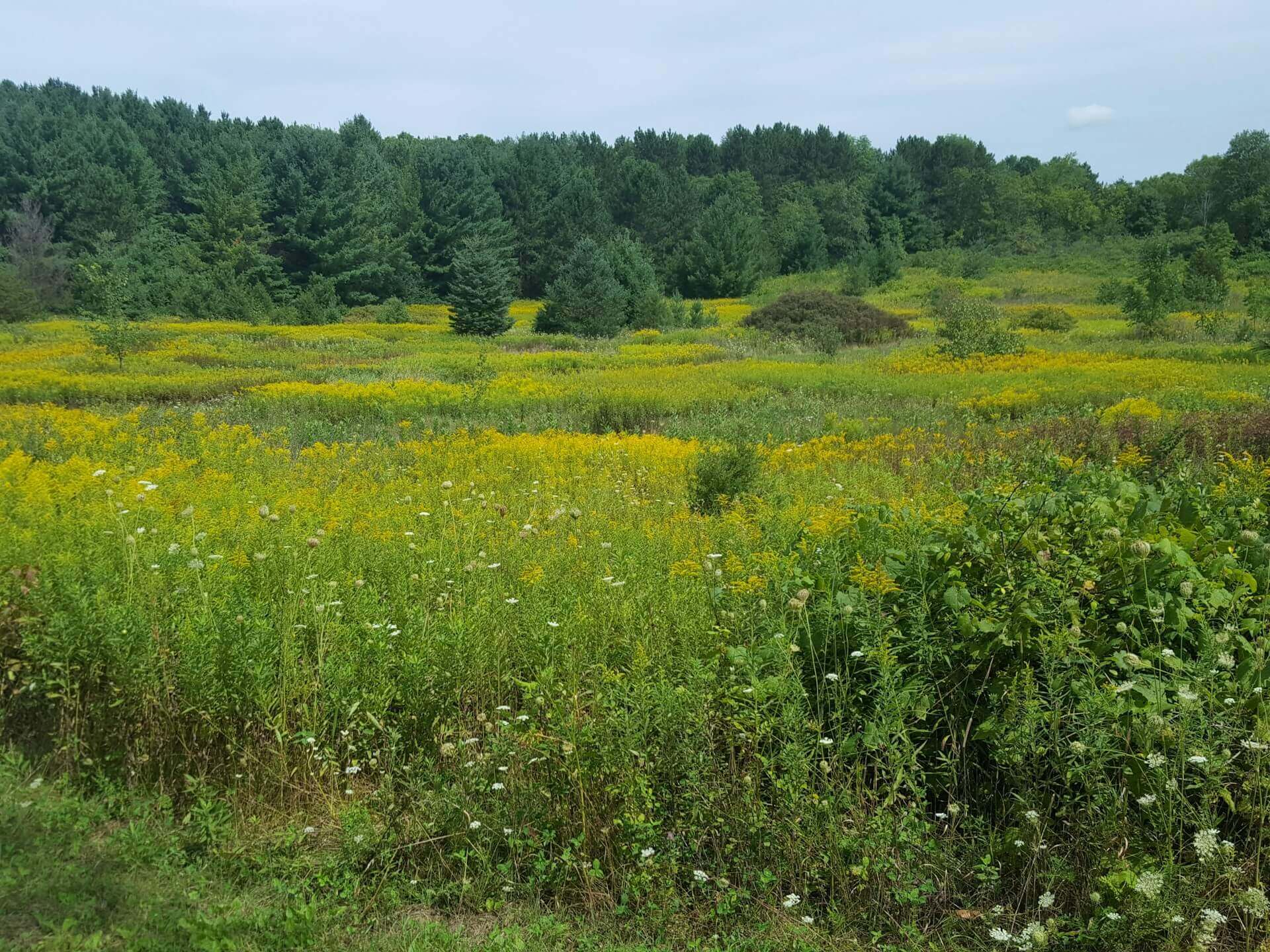 Establishing a Game Crop Plot – A Guide to Wildlife Management, Crops and Current Rules