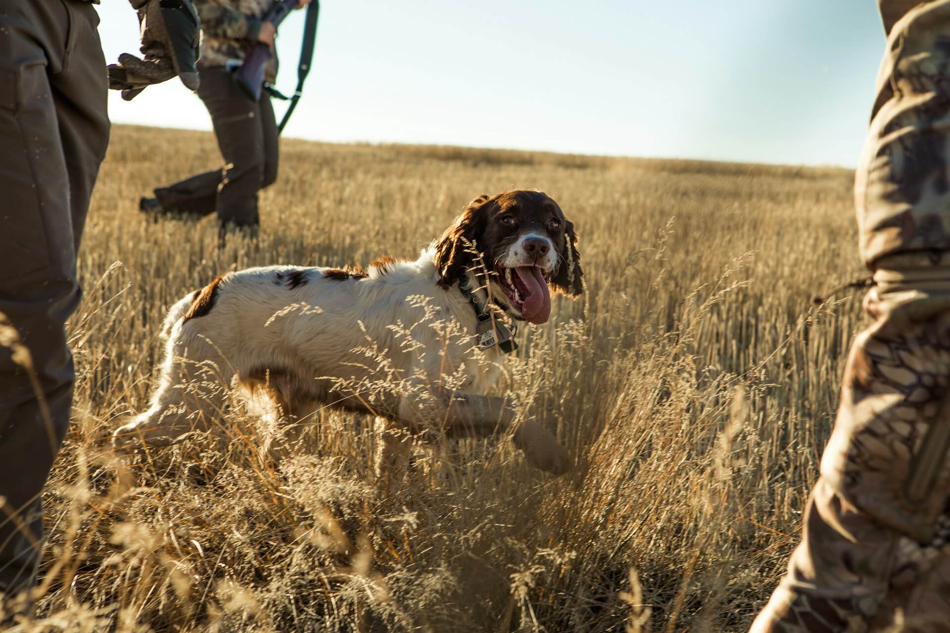 Gundog training – a complete guide to an obedient, effective hunting companion