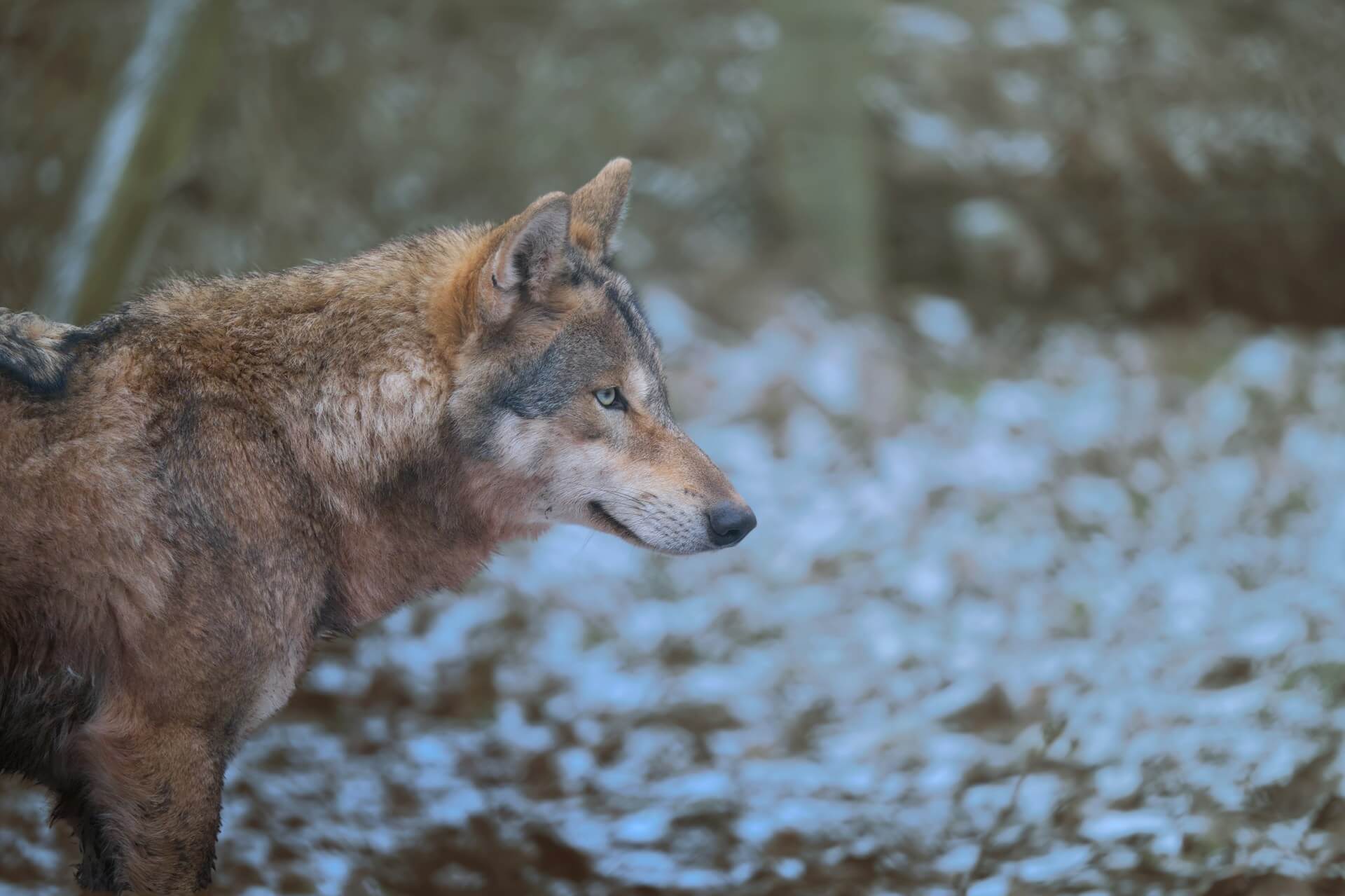 Wolves in Denmark – facts about distribution, hunting and problem wolves