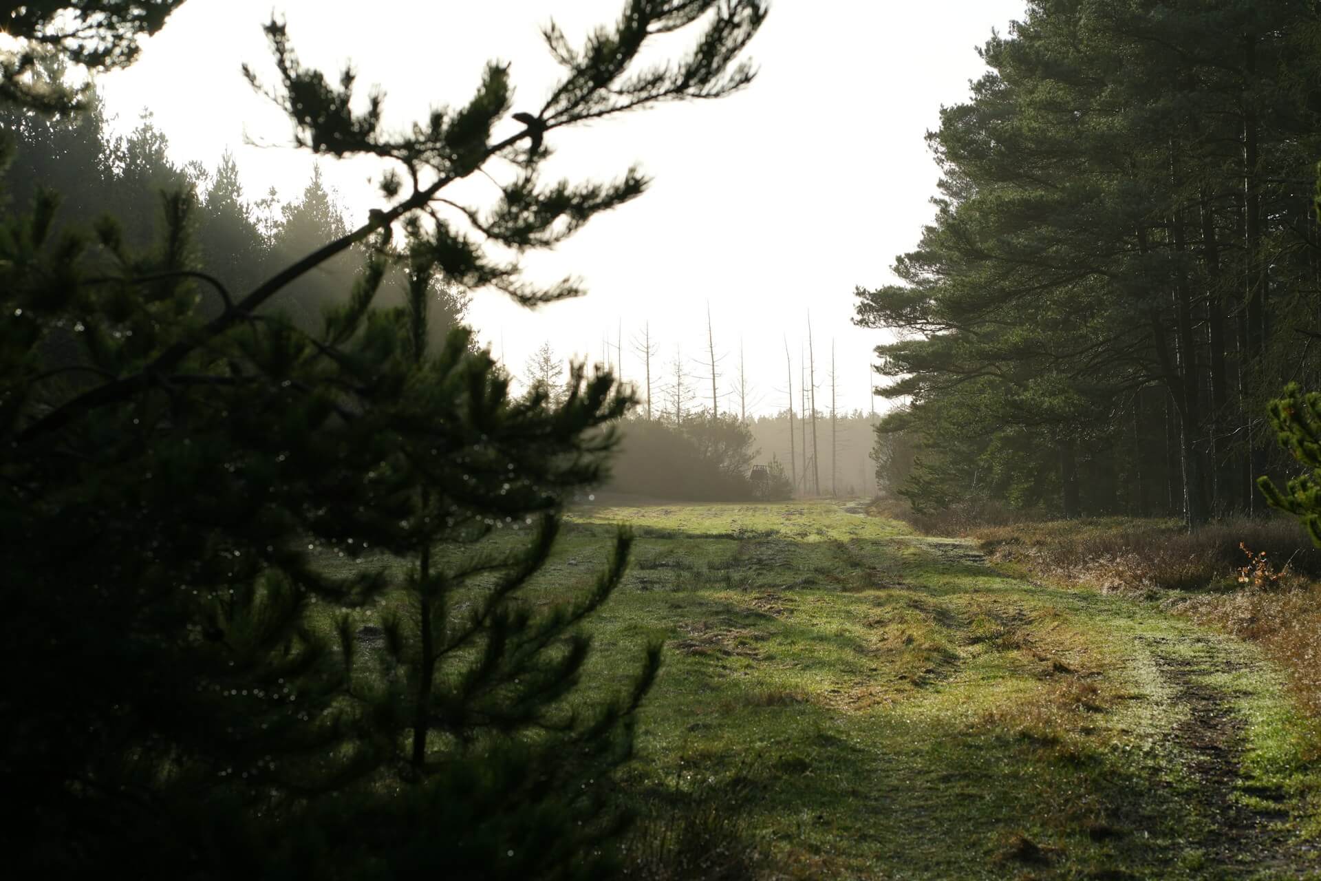 Woodland for sale in Denmark – buy woodland for hunting, nature and investment