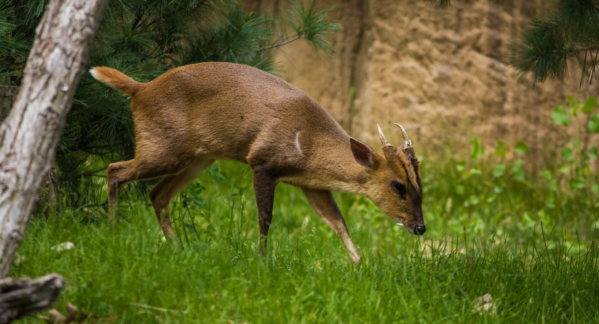 Muntjac hunting – year-round deer stalking in England