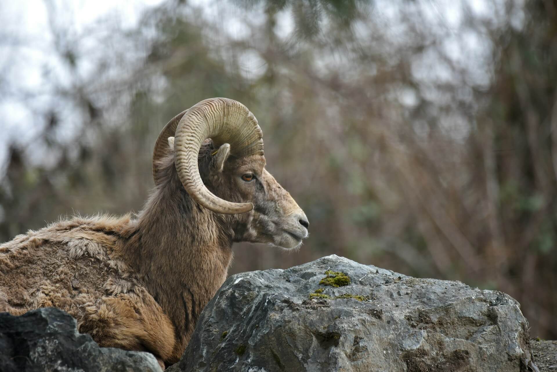 Mouflon Hunting – Facts, Mouflon in Denmark and Hunting Trips