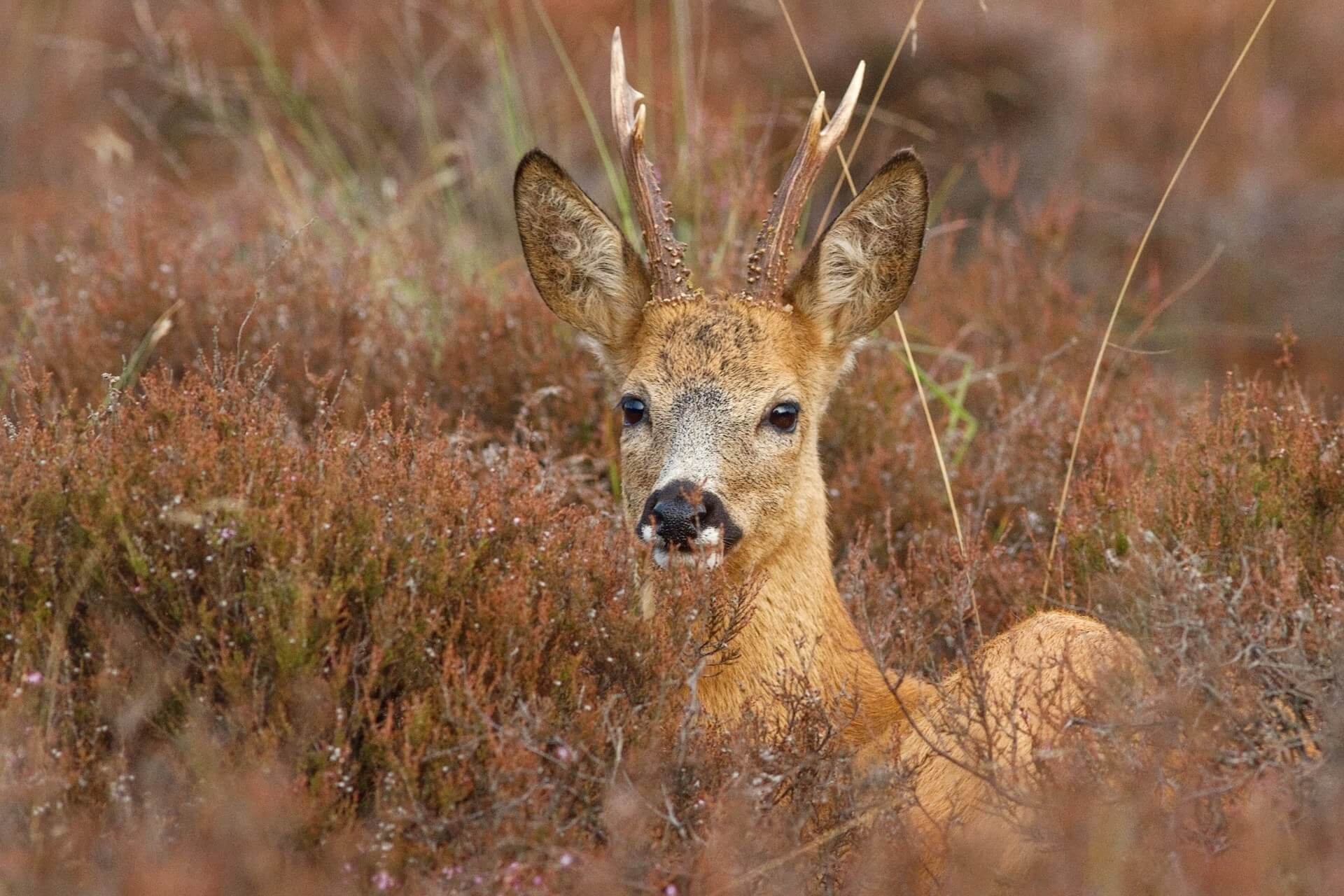Roebuck Hunting in Poland – Prices, Season and Budget Guide 2026