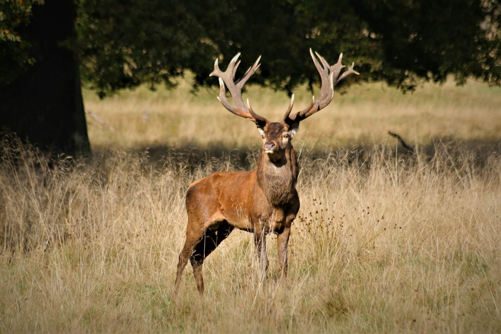 Hunting Licence Renewal and Game Bag Returns 2026/2027