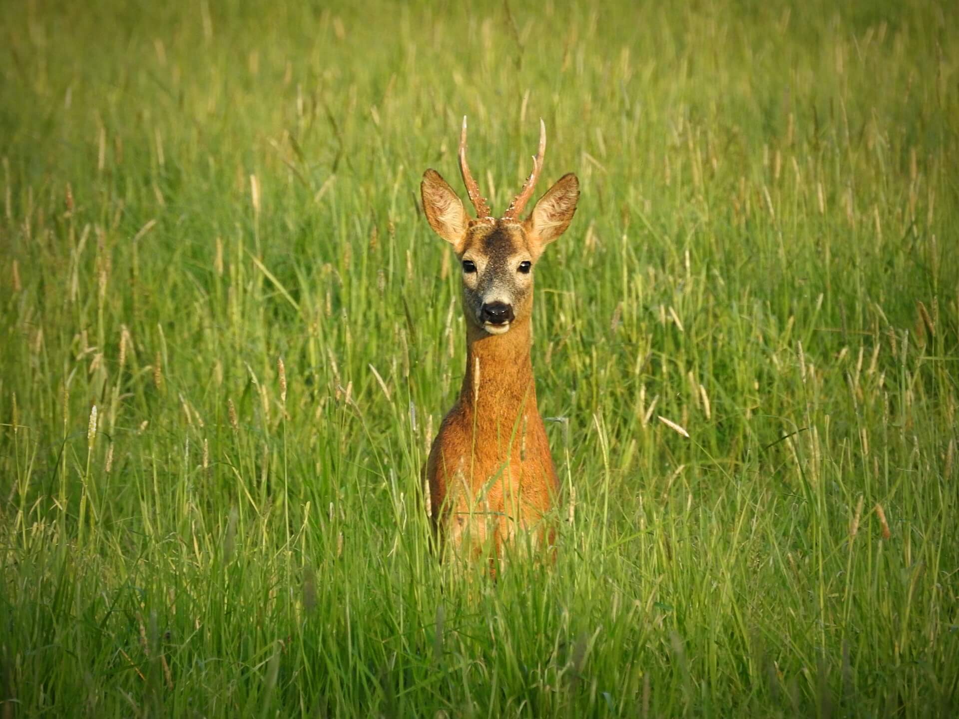 Roe Buck Hunting 2026: Get Ready for the Season on 16 May